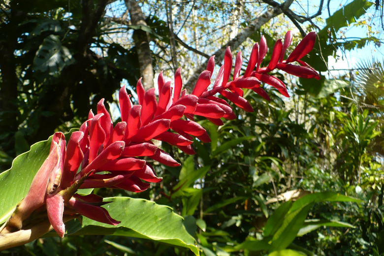 Belize Botanic Gardens