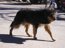 Tibetian Dog in Lhatse