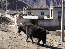 Yak in Lhatse, Tibet