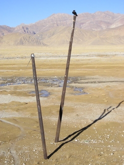 Tingri