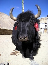 Yak in Rongphu Monestry, Everest, Tibet