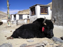 Yak in Rongphu Monestry, Tibet