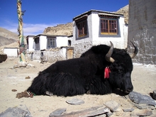 Yak in Rongphu Monestry, Tibet
