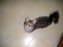 mimi