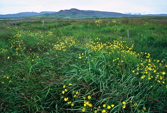 Island_018.jpg