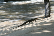 Lizzard, Malaysia