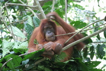 Indonesia