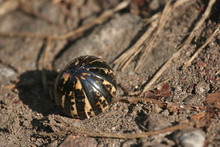 Insect in the rainforest, Indonesia