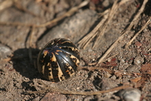 Insect in the rainforest, Indonesia
