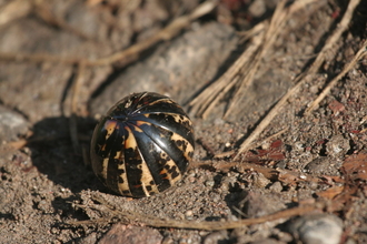 Insect in the rainforest, Indonesia
