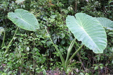 IMG_3887.JPG
