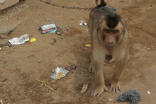 Monkey pet, Indonesia