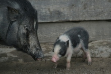 Pigs in Indonesia