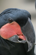 Black parrot in Bukittinggi, Indonesia