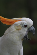 White parrot, Bukittinggi, Indonesia