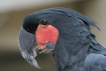 Parrot in the park in Bukittinggi, Sumatra, Indonesia