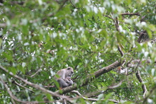 Monkey in the tree, Sumatra, Indonesia