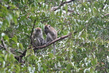 Two monkey looking at us from their tree, Sumatra, Indonesia