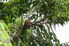 Macaque on the tree, Sumatra, Indonesia