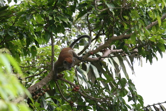 Macaque on the tree, Sumatra, Indonesia