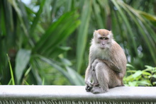 Macaque by the road, Sumatra, Indonesia