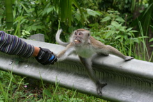 Macaque has no fear, Sumatra, Indonesia