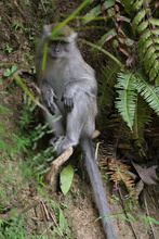 Macaque, Sumatra, Indonesia