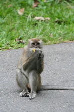 Macaque on the road, Sumatra