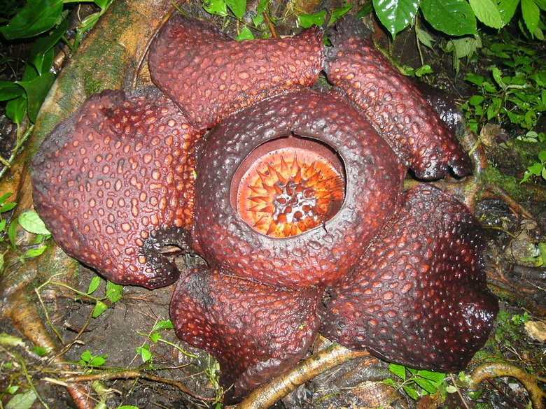 rafflesia arnoldi