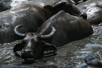 Water bulls, Sumbawa