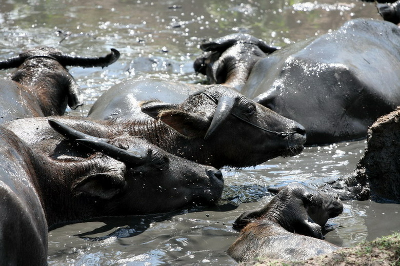 Swimming bulls, Sumbawa, Indonesia