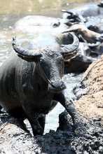 Water bulls in indonesian Sumbawa