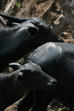 Bulls, Indonesia, Sumbawa
