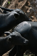 Bulls, Indonesia, Sumbawa