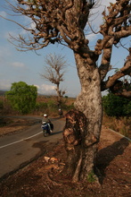 indonesia-sumbawa-063.jpg
