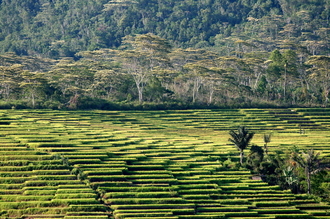 indonesia-flores-028.jpg