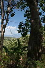 indonesia-flores-032.jpg