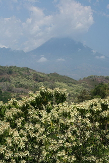 indonesia-flores-033.jpg