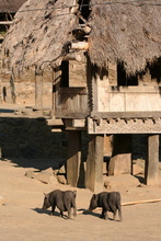 indonesia-flores-054.jpg