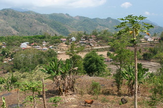 indonesia-flores-124.jpg