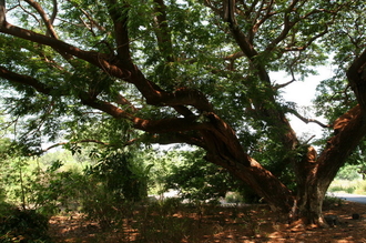 indonesia-flores-165.jpg
