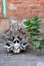 indonesia-lembata-035.jpg
