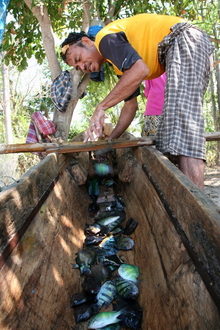 indonesia-alor-009.jpg