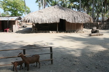 indonesia-timor-005.jpg