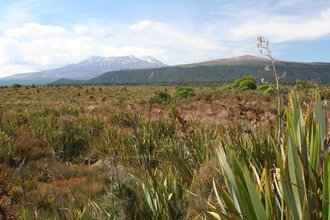 IMG_8950.JPG