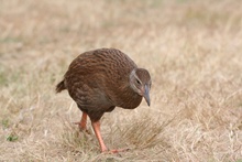 Bird walking, New Zealand