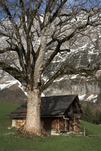 swiss-05.jpg