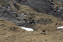 swiss-36.jpg