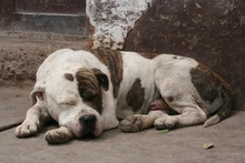 A Dog in Izcuchaca