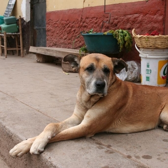 A Dog in Izcuchaca